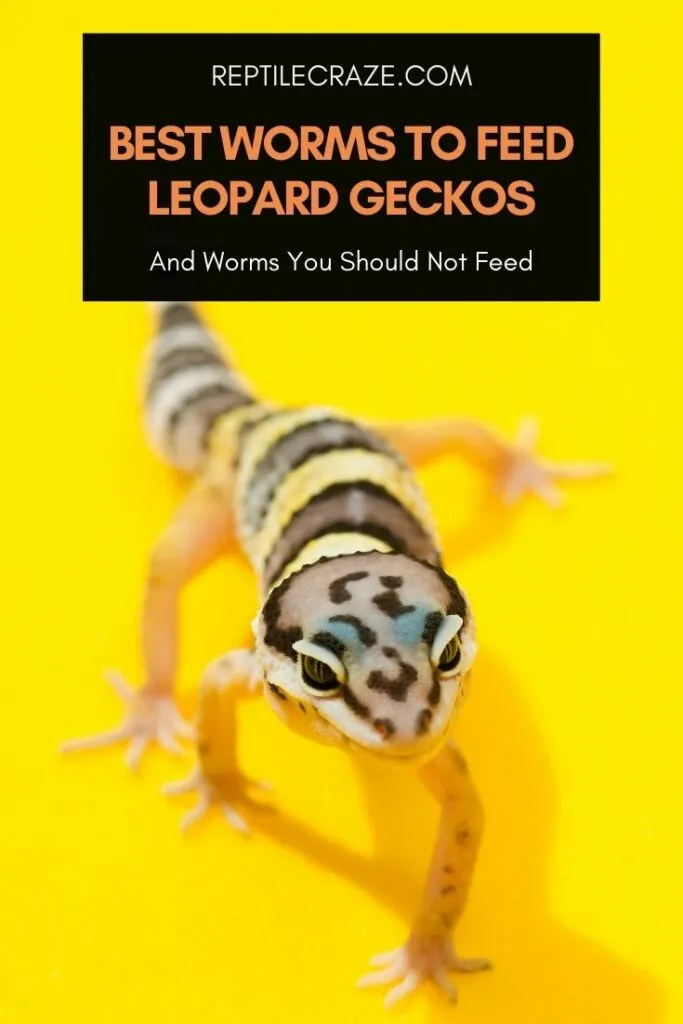 Best worms for leopard geckos