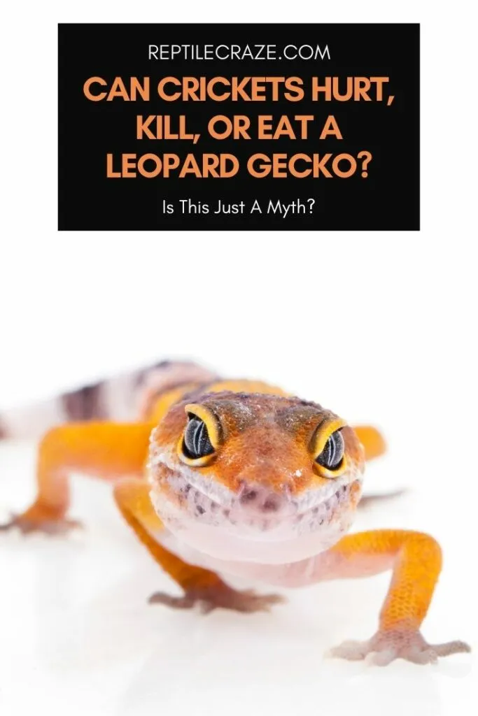 can crickets hurt a leopard gecko?