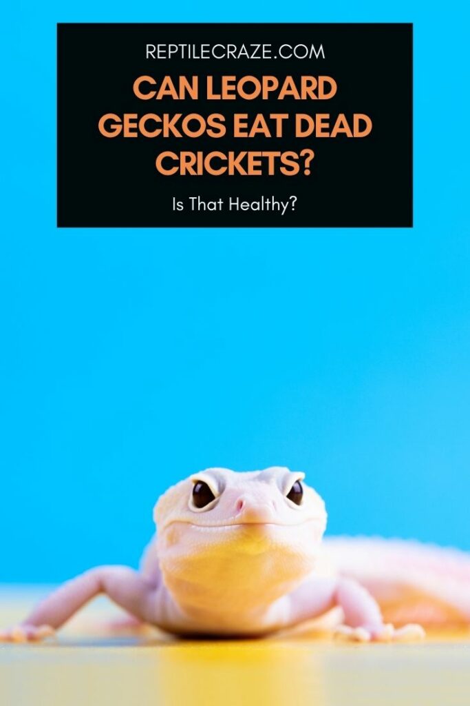 Can I Feed My Leopard Gecko Dead Crickets?