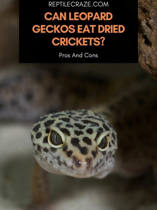 How Many Crickets Should You Feed Your Leopard Gecko? – Reptile Craze