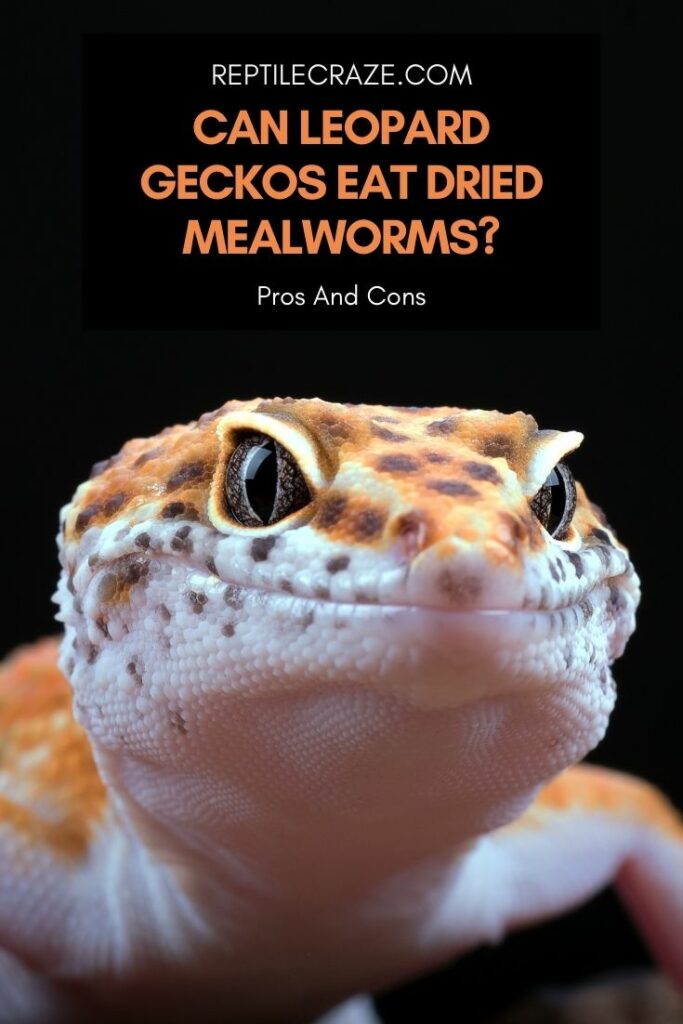 can leopard gecko eat dried mealworms?