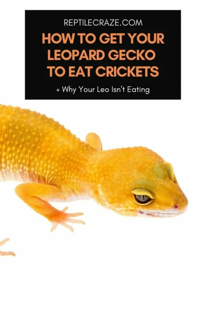 how to get a leopard gecko to eat crickets