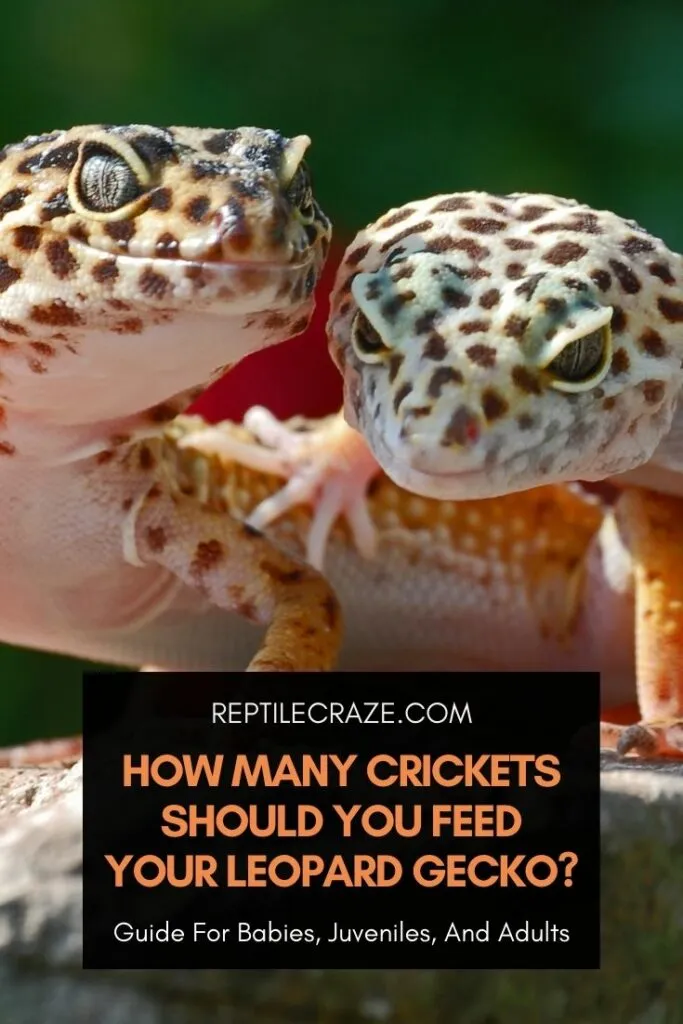 how many crickets to feed a leopard gecko