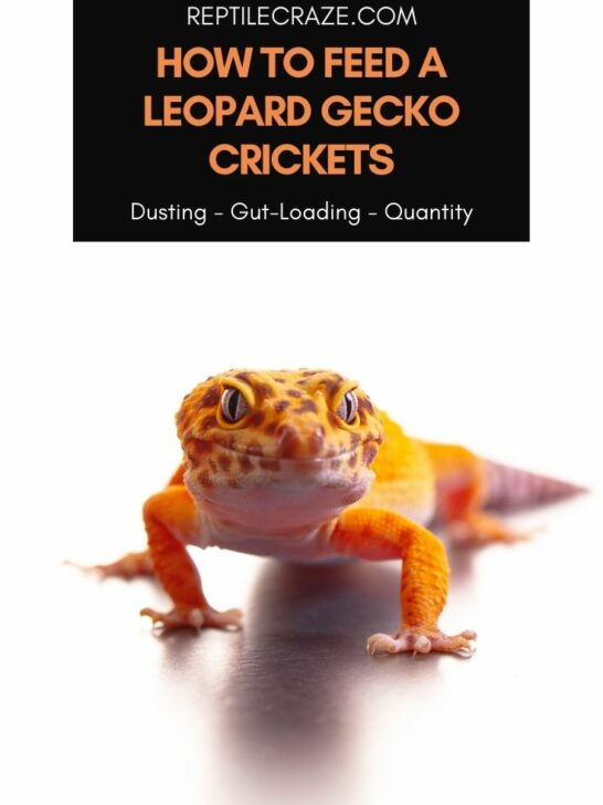 Feeding Gut-Loaded Pinhead Crickets To Leopard Geckos
