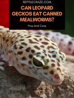 leopard gecko freeze dried mealworms