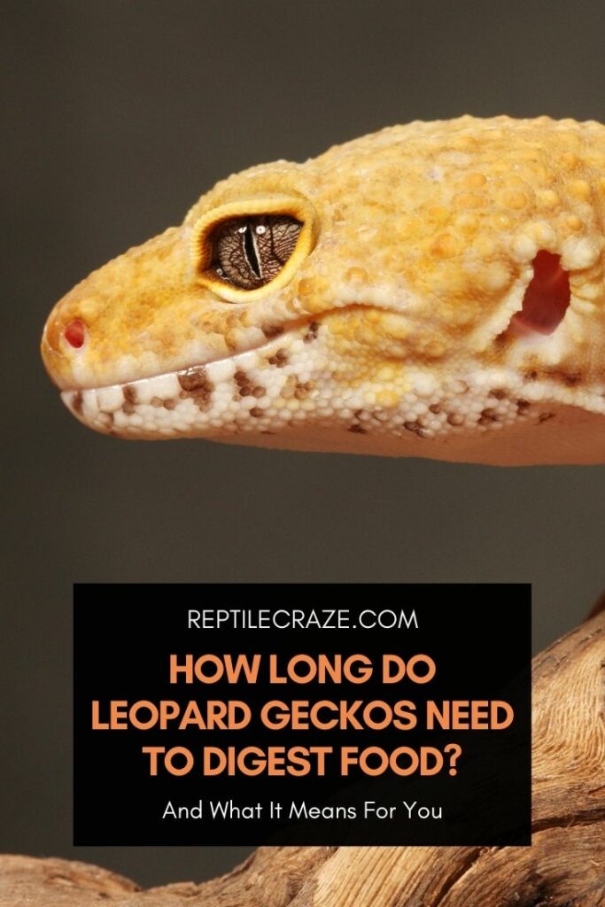 how long does it take leopard geckos to digest food