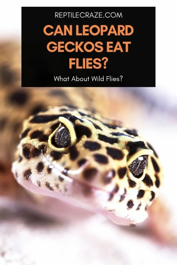 can leopard geckos eat flies?