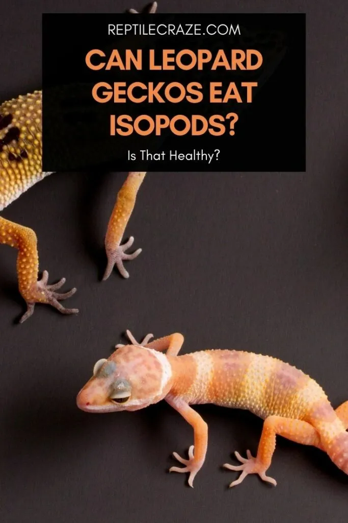 Can Leopard Geckos Eat Isopods? Is That Okay? Reptile Craze