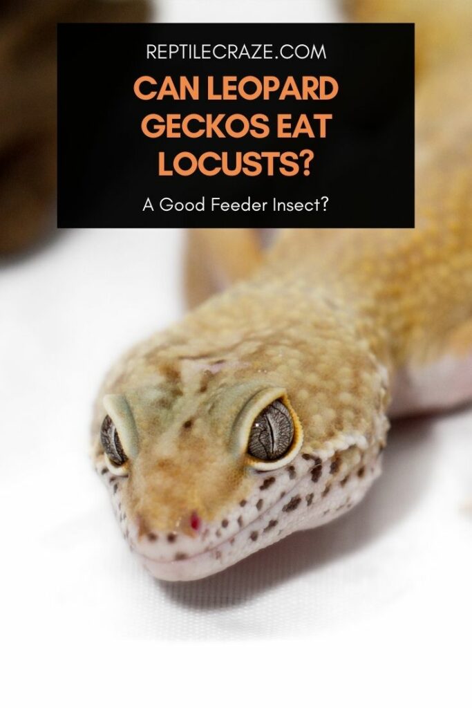 can leopard geckos eat locusts?