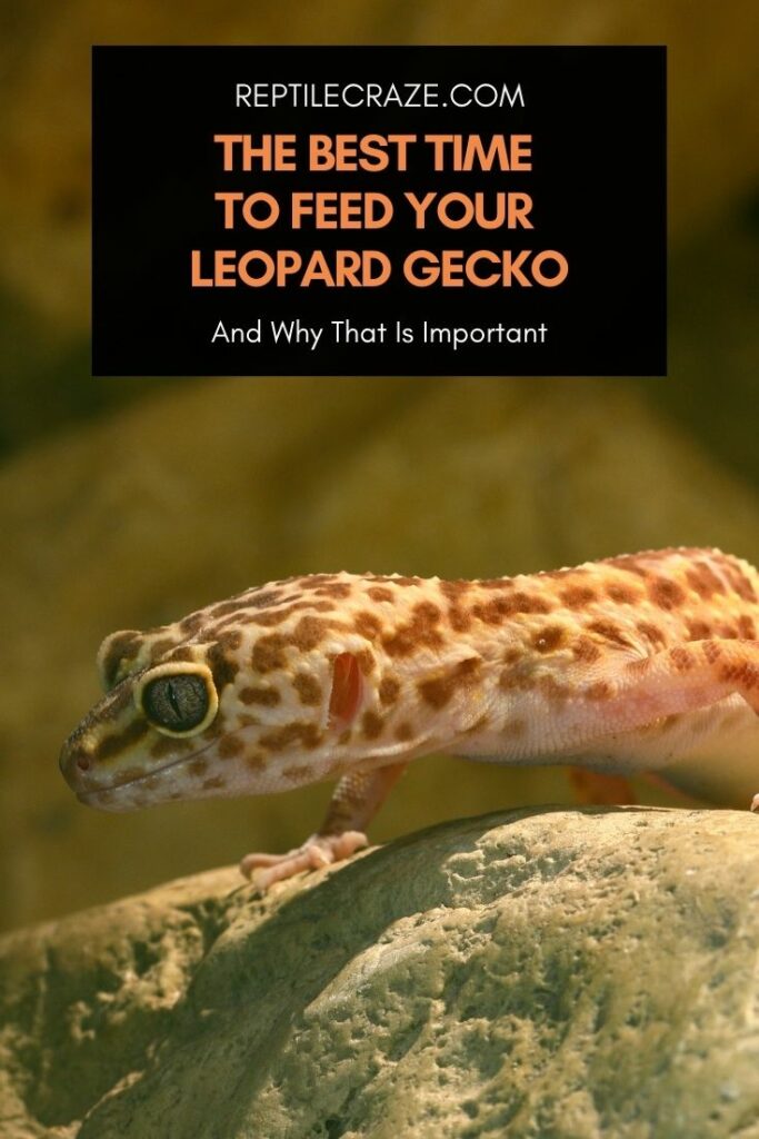 when to feed a leopard gecko