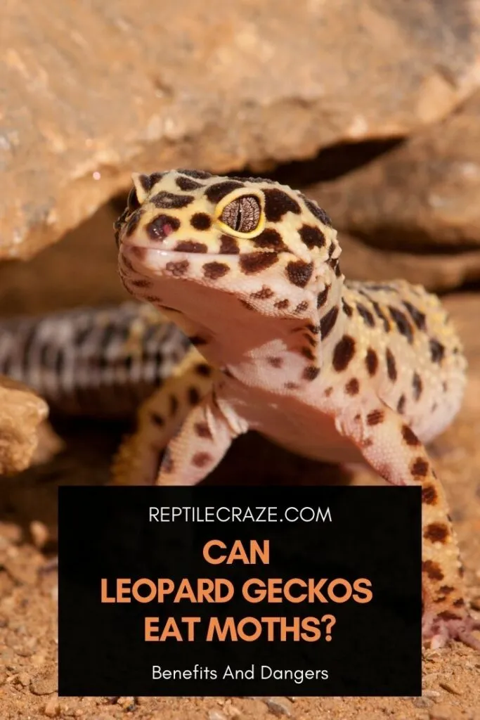 can leopard geckos eat moths