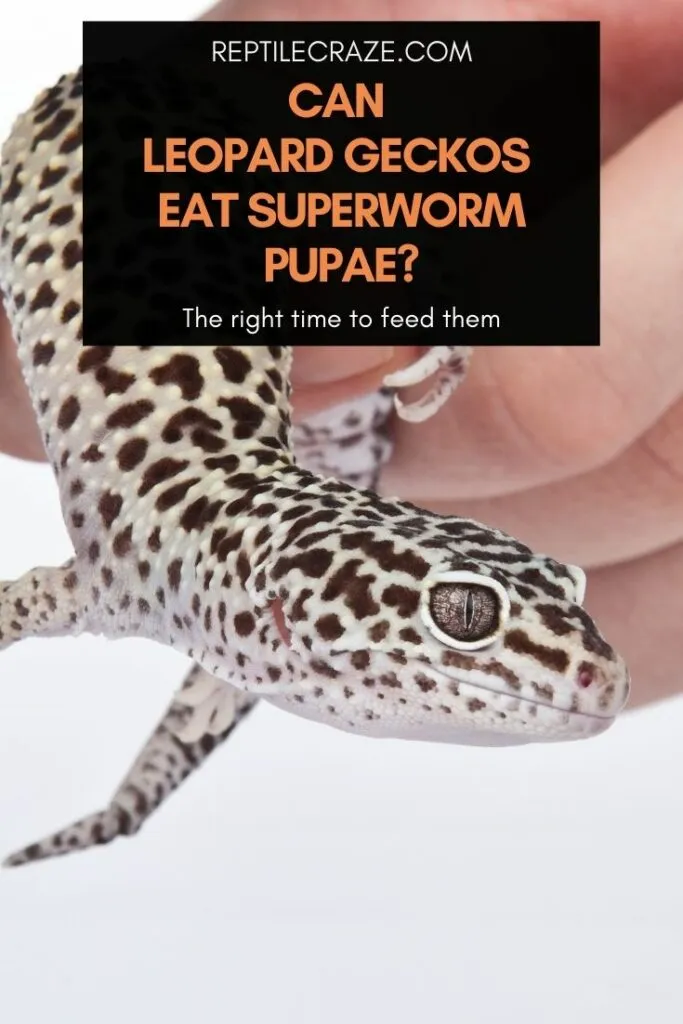 can leopard geckos eat superworm pupae?