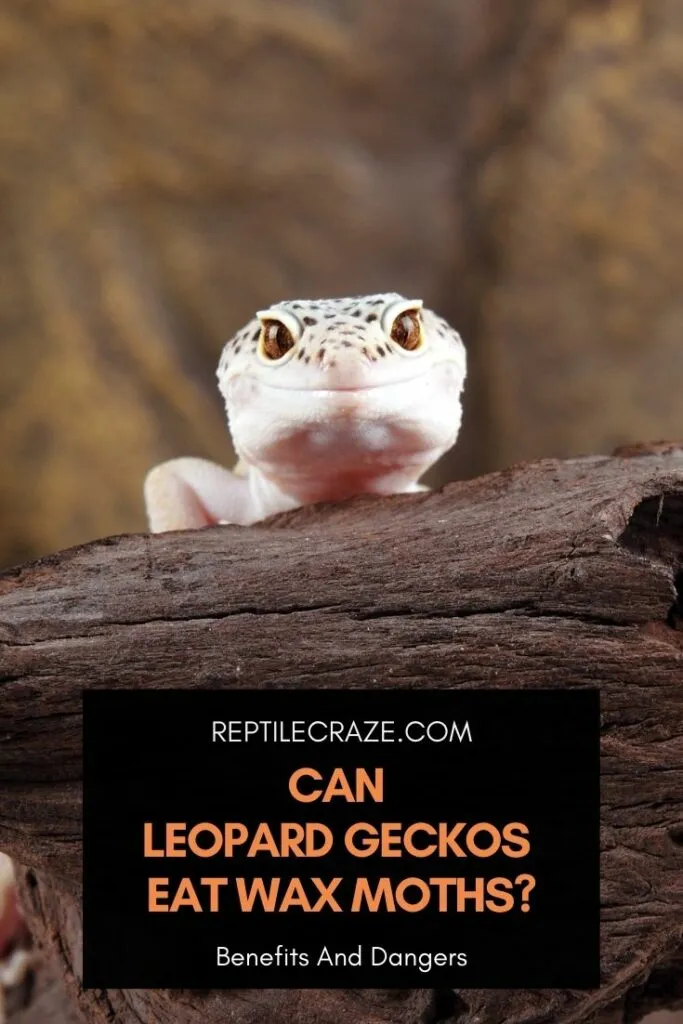 can leopard geckos eat wax moths?