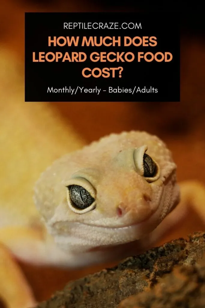 how much does leopard gecko food cost?