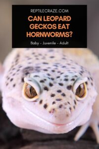 Hornworms: Can Leopard Geckos Eat Them? - Reptile Craze