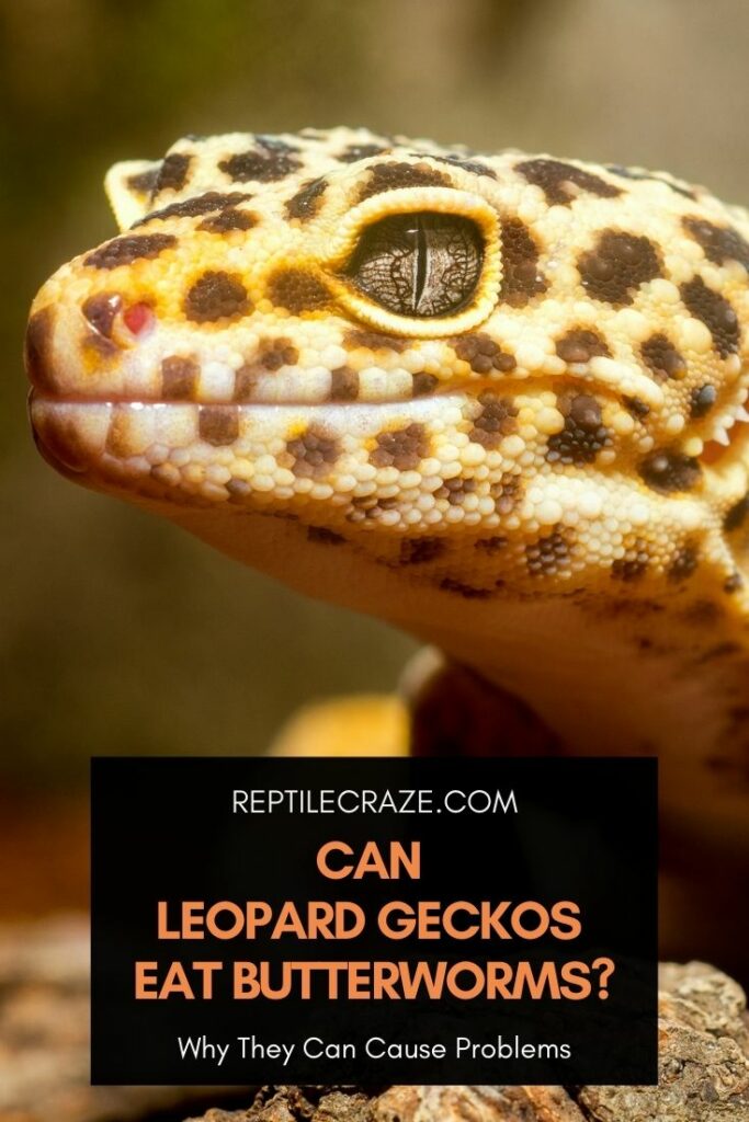 Can Leopard Geckos Eat Butterworms 