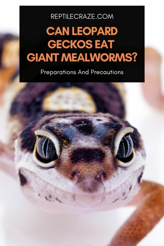 can leopard geckos eat giant mealworms?