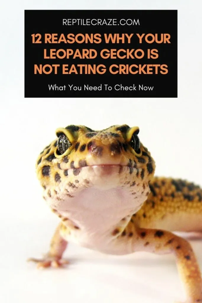 why is my leopard gecko not eating crickets?