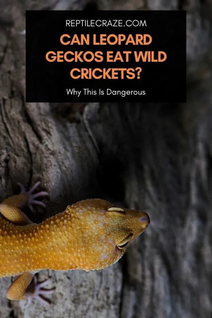 can leopard geckos eat wild crickets?