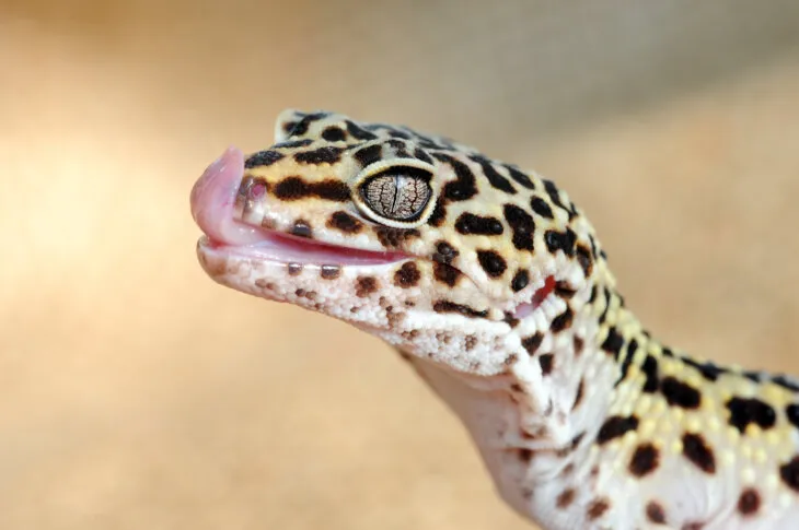 what vegetables can leopard geckos eat?