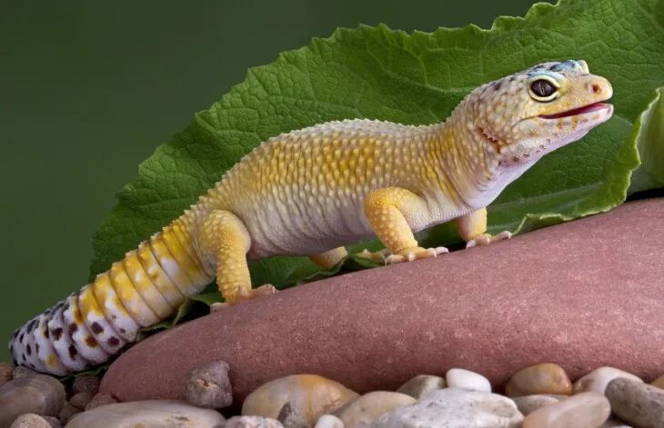 can leopard geckos eat lettuce?