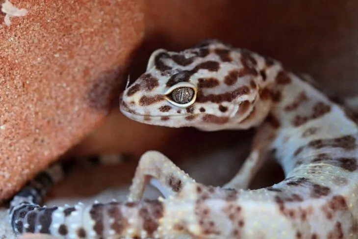 How to feed a malnourished leopard gecko