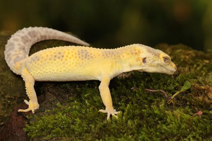 do leopard geckos eat spiders?