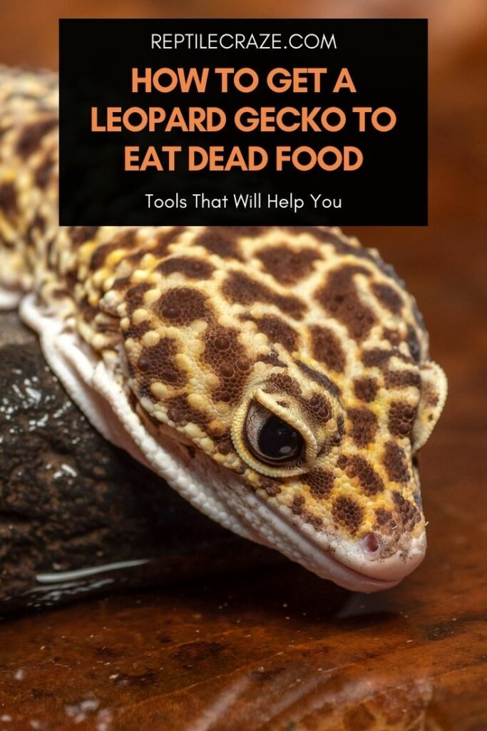 Why Can'T Leopard Geckos Eat Dead Crickets 