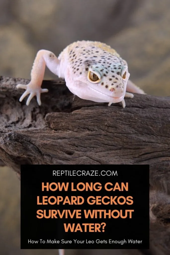 how long can leopard geckos go without water