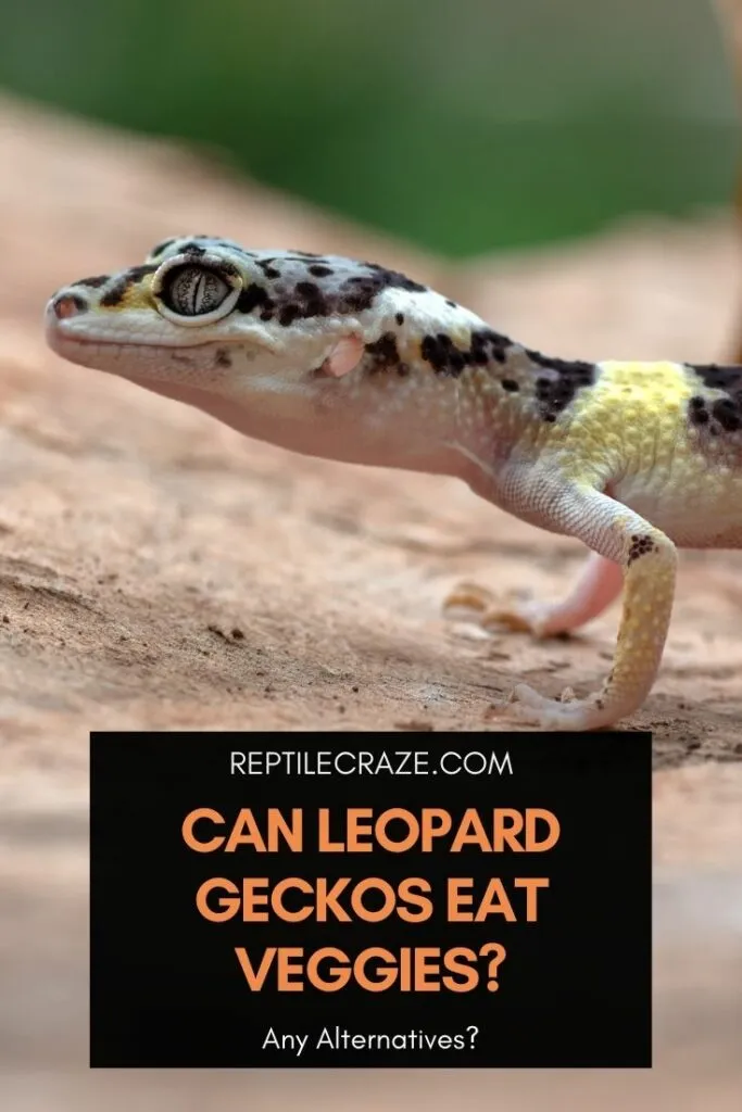 can leopard geckos eat vegetables?