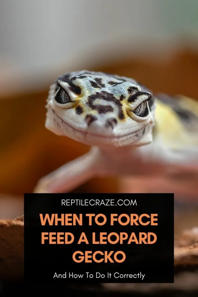 can i force feed my leopard gecko