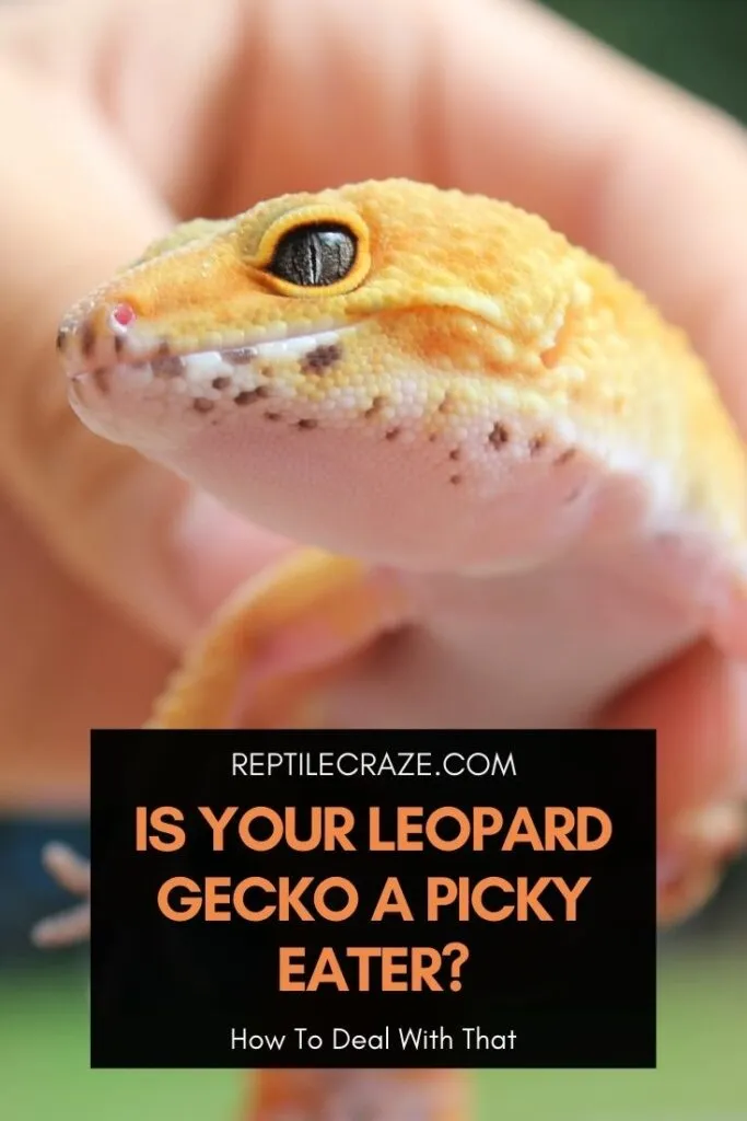 What can I feed my picky leopard gecko?