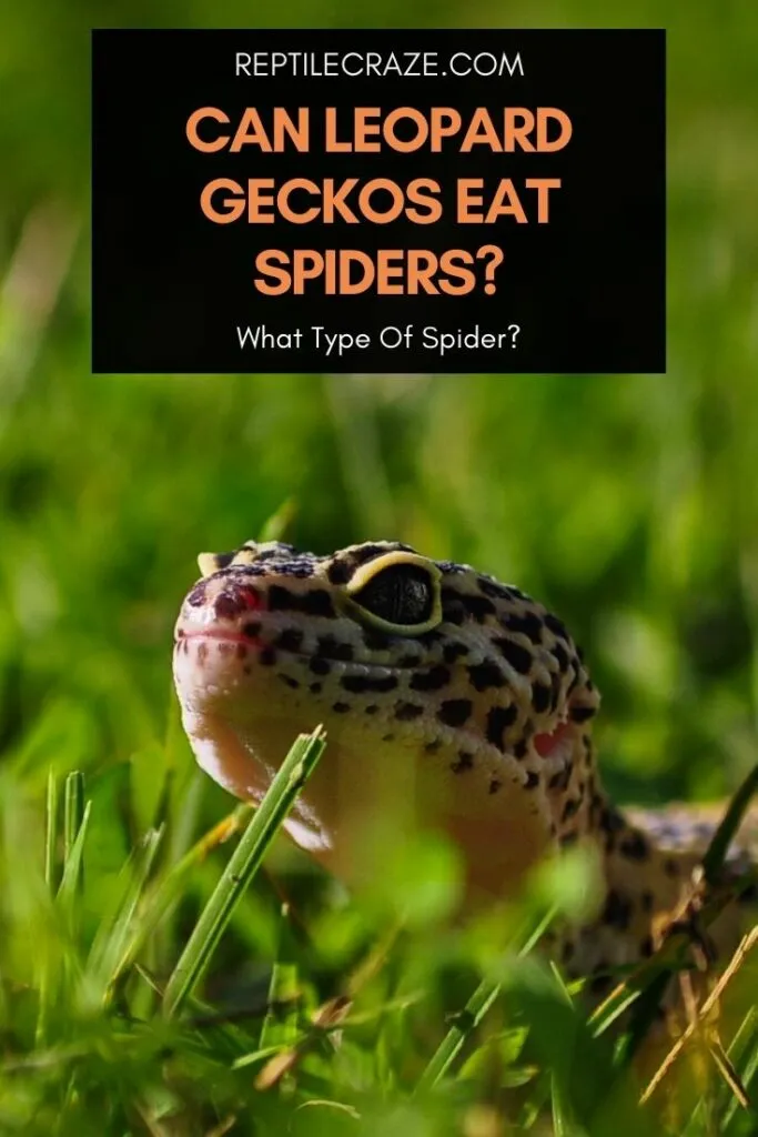 can leopard geckos eat spiders?