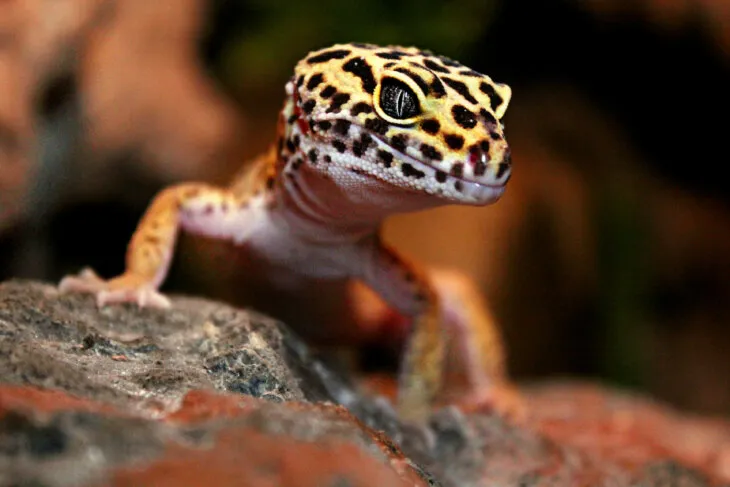 Leopard gecko calcium deficiency treatment