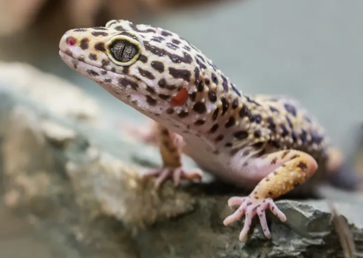 Best calcium for leopard geckos