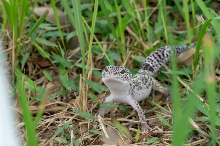 How often do leopard geckos need calcium?