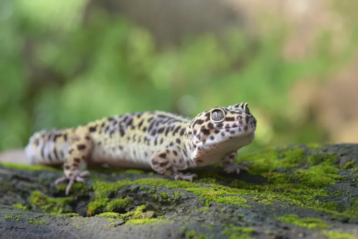 Why is my new leopard gecko not eating