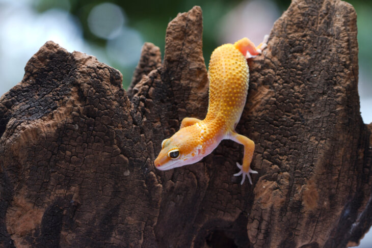 Should I worry if my leopard gecko won't eat