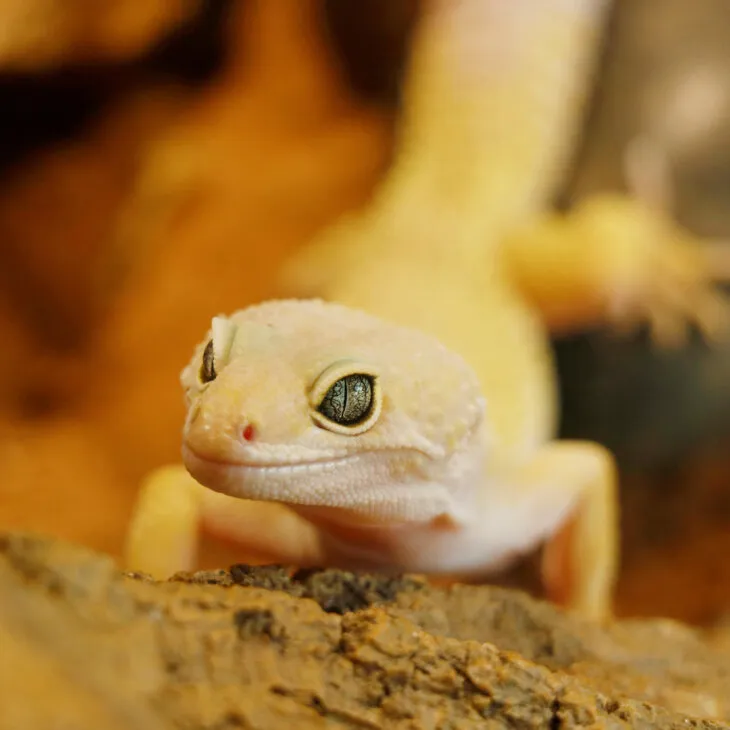 How Often To Feed A Leopard Gecko? (With Schedule) - Reptile Craze