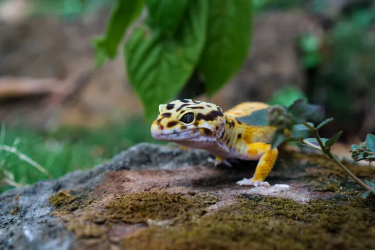 Why is my leopard gecko eating calcium sand?