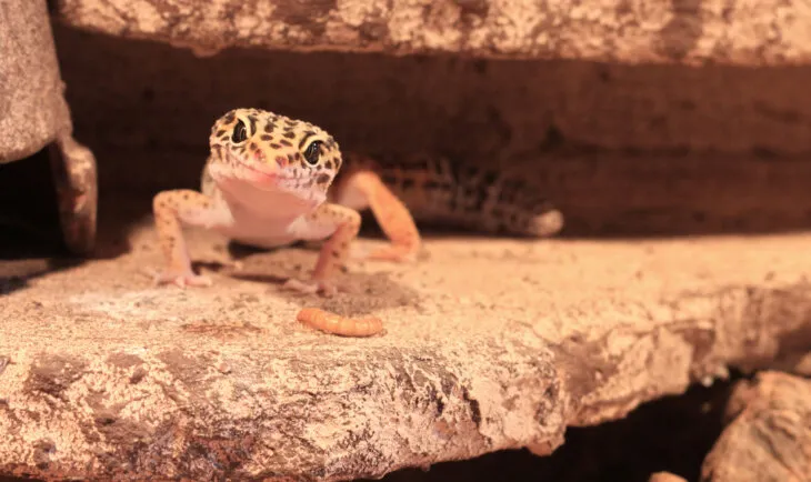 how often do leopard geckos need d3?