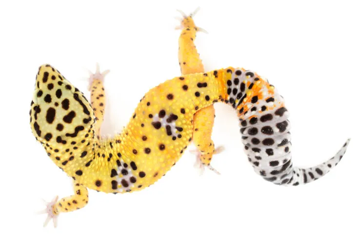 What happens if a leopard gecko eats too much?