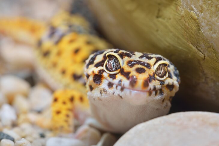 Can leopard geckos have too much D3?