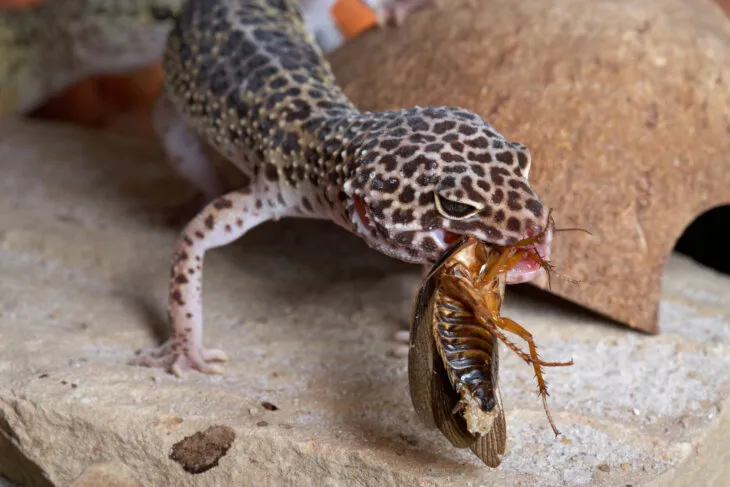 what is the best food for a leopard gecko