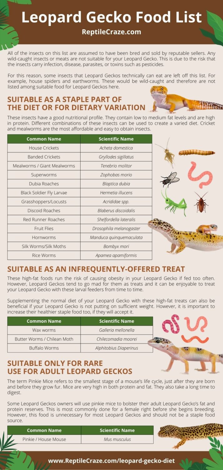 Leopard gecko food list - Reptilecraze.com