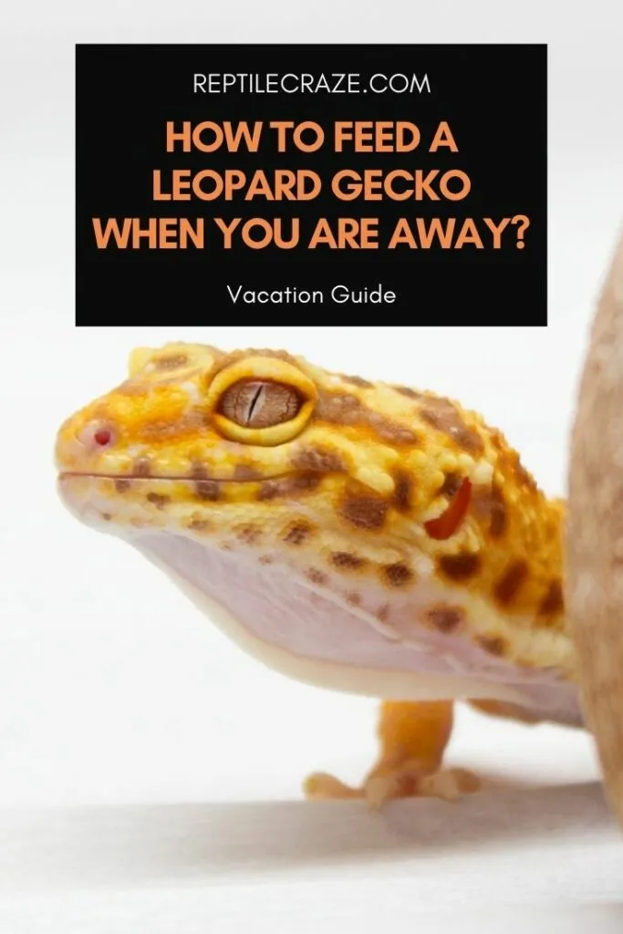 Automatic gecko outlet feeder