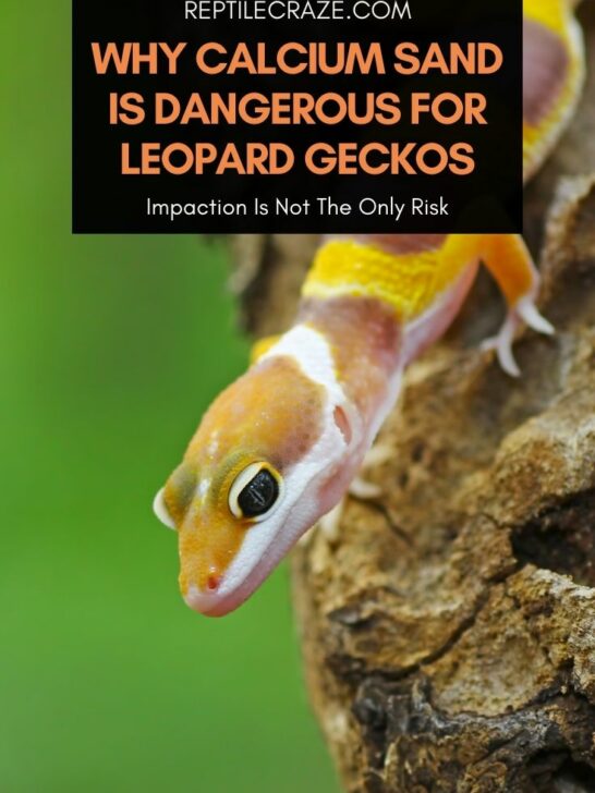 View of The Ultimate Leopard Gecko Calcium Guide – Reptile Craze
