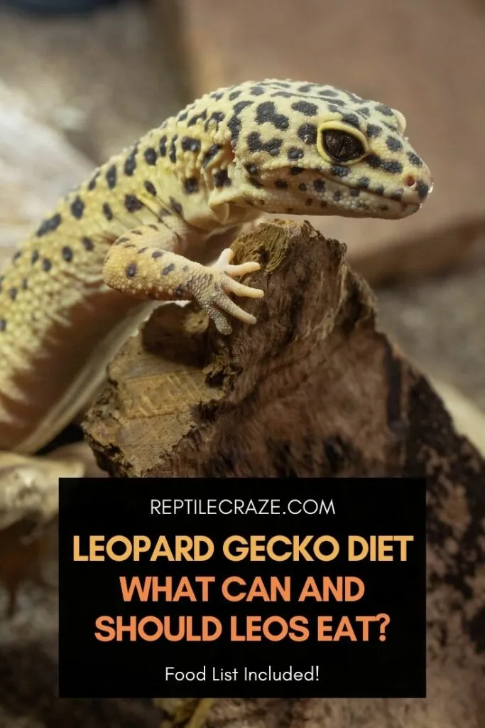 leopard gecko diet