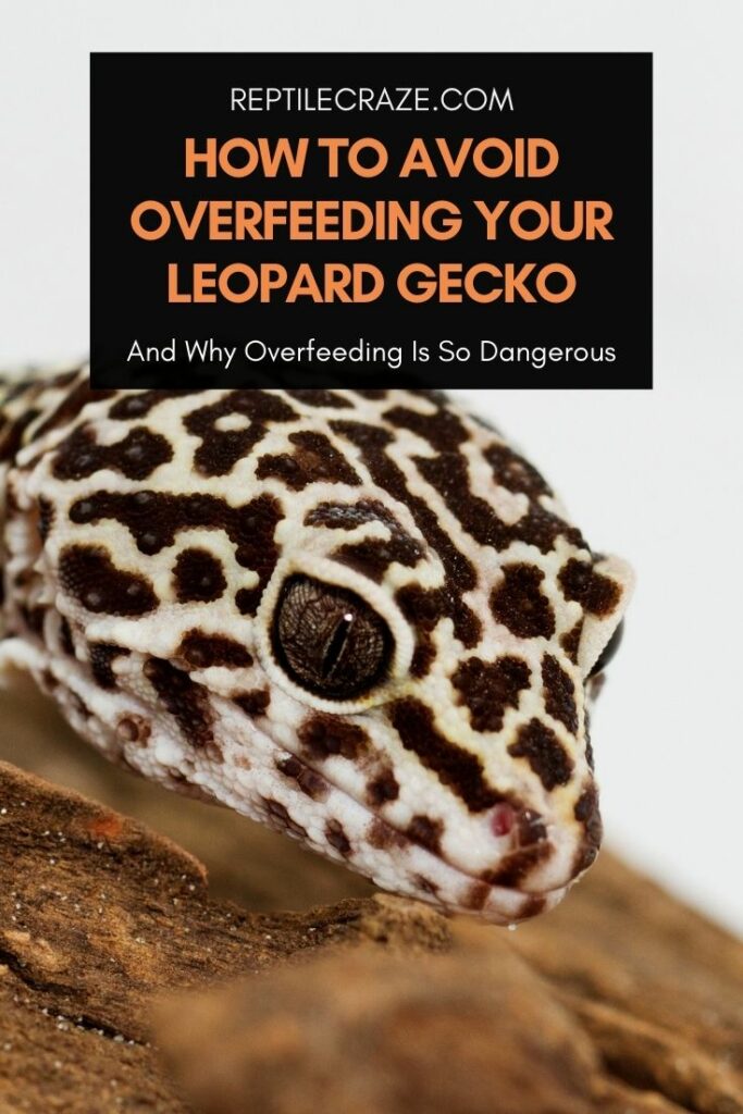 Can Leopard Geckos Overeat 