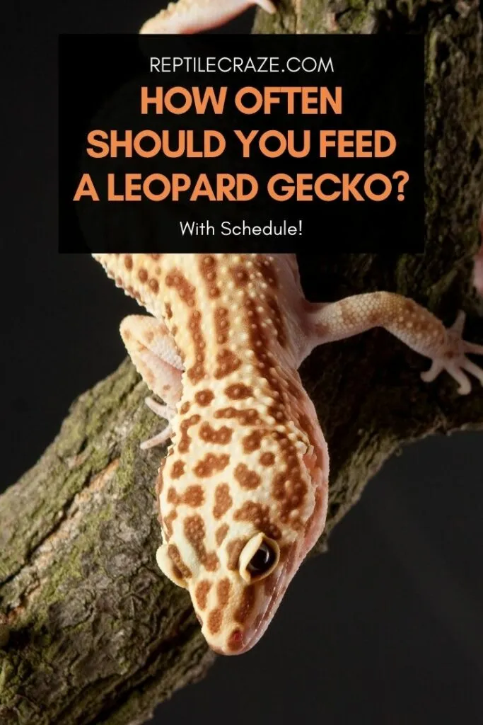 How Often Do You Feed a Leopard Gecko?